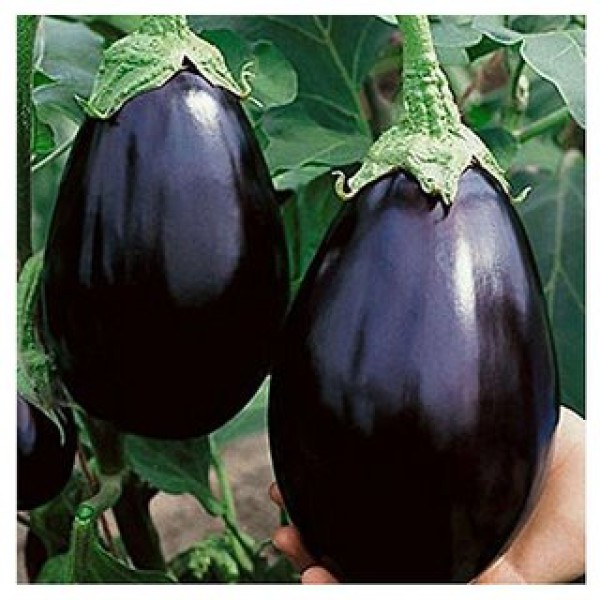 Brinjal /Baingan / बैगन