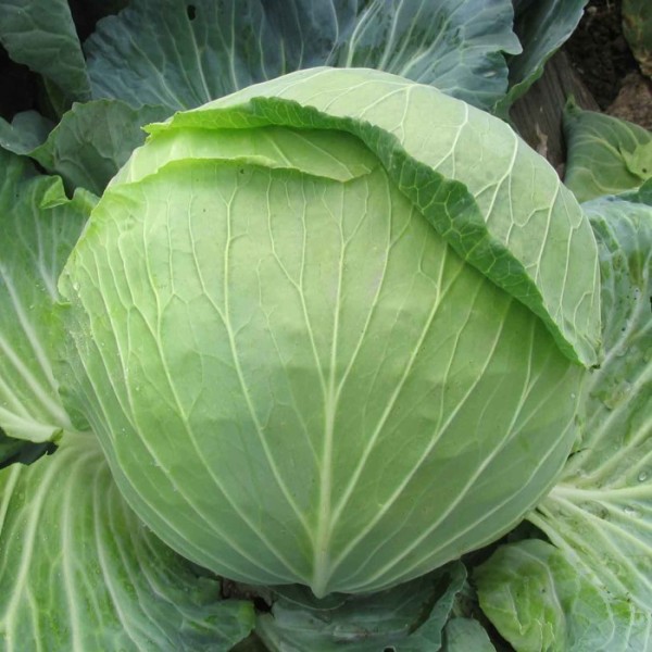 Cabbage / Patta gobhi / पत्ता गोभी 