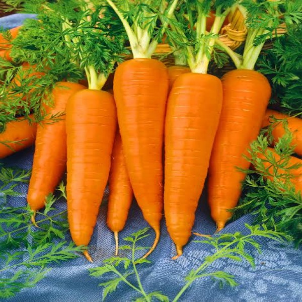 Carrot / Gajar / गाजर 