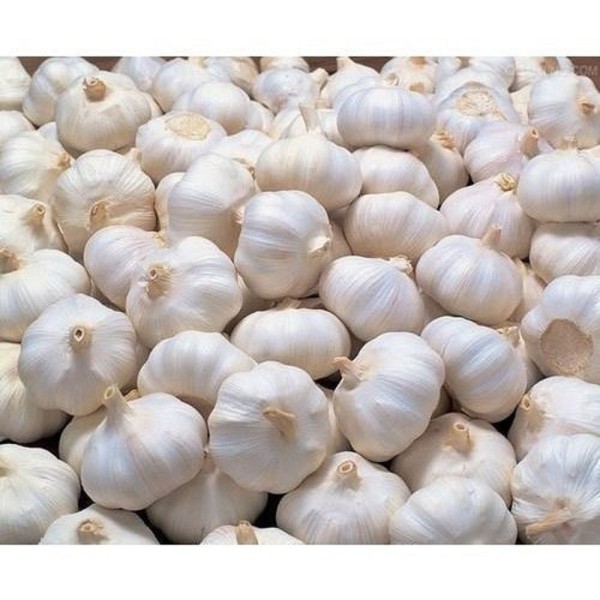 Garlic / Lehsun / लहसुन 