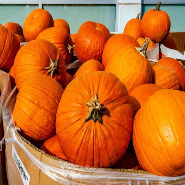 Pumpkin / Kaddoo / कद्दू 