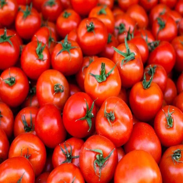 Tomato / Tamatar / टमाटर 