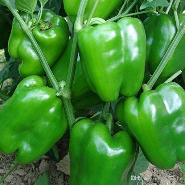 Shimla Mirch Red
