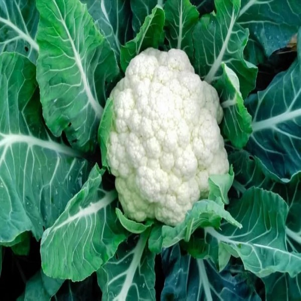 Cauliflower / Phool gobhi / फूल गोभी